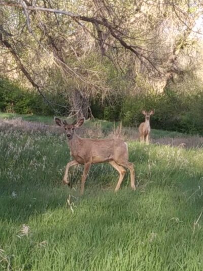 Norfolk Glen Park - Aurora, CO