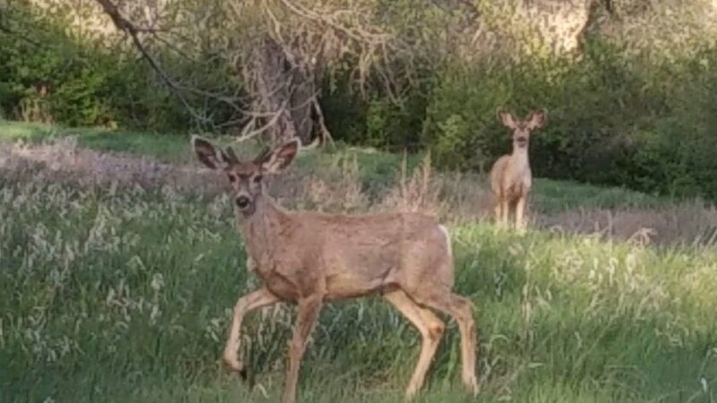 Norfolk Glen Park - Aurora, CO