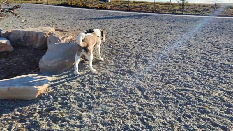 Prairie Paws Park - Aurora, CO