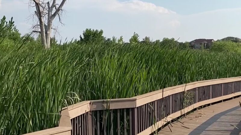 Red-tailed Hawk Park - Aurora, CO