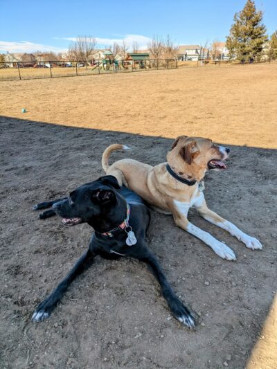 Singletree Park - Aurora, CO