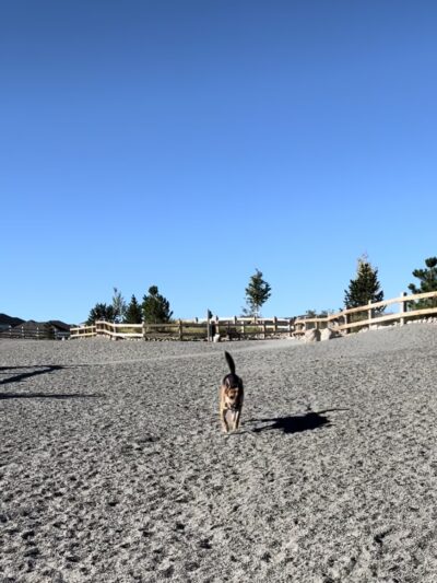 Southshore Dog Park - Aurora, CO
