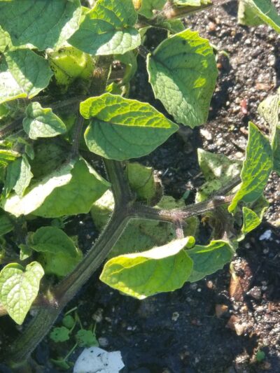 Spencer Garrett Park - Aurora, CO