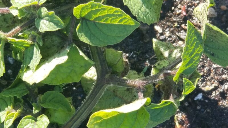 Spencer Garrett Park - Aurora, CO