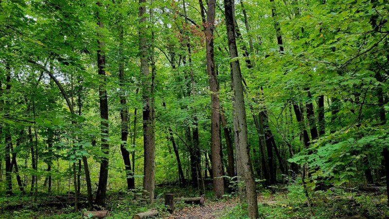 Oakhurst Forest Preserve - Aurora, IL