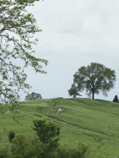 Oakhurst Forest Preserve - Aurora, IL
