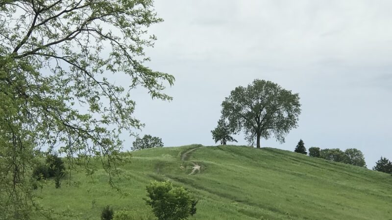 Oakhurst Forest Preserve - Aurora, IL