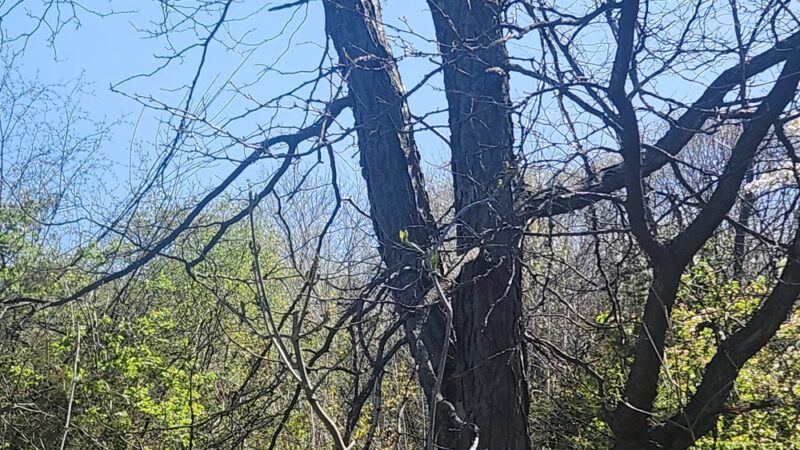 Oakhurst Park - Aurora, IL