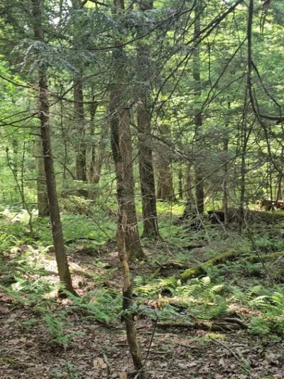 Cathedral State Park - Aurora, WV