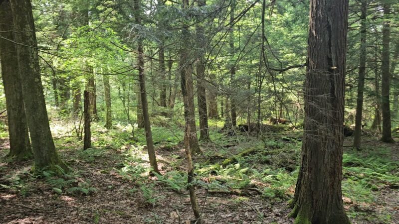 Cathedral State Park - Aurora, WV