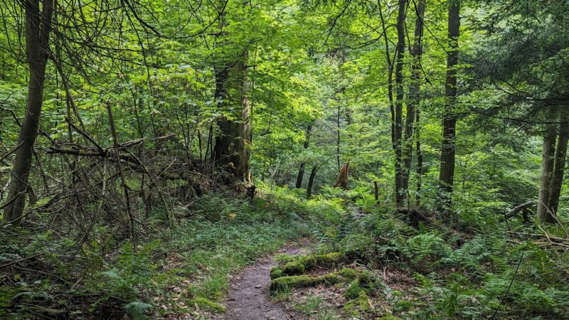 Cathedral State Park - Aurora, WV