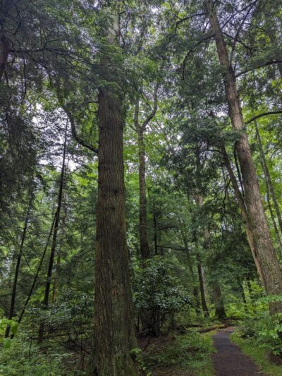 Cathedral State Park - Aurora, WV