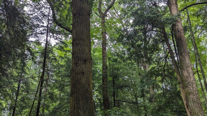 Cathedral State Park - Aurora, WV