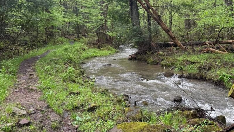 Cathedral State Park - Aurora, WV