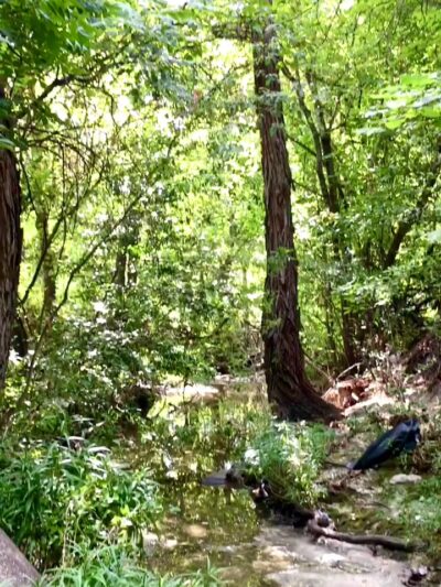 Cherrywood Pocket Park - Austin, TX