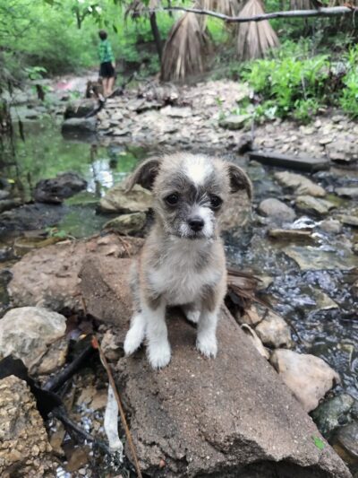 Cherrywood Pocket Park - Austin, TX