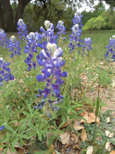 Scofield Farms Neighborhood Park - Austin, TX