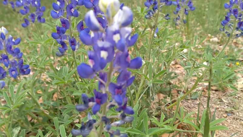 Scofield Farms Neighborhood Park - Austin, TX