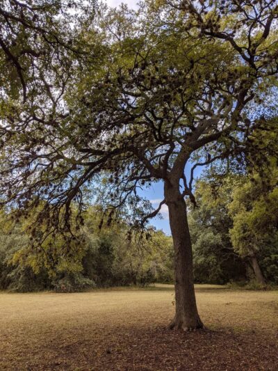 Scofield Farms Neighborhood Park - Austin, TX
