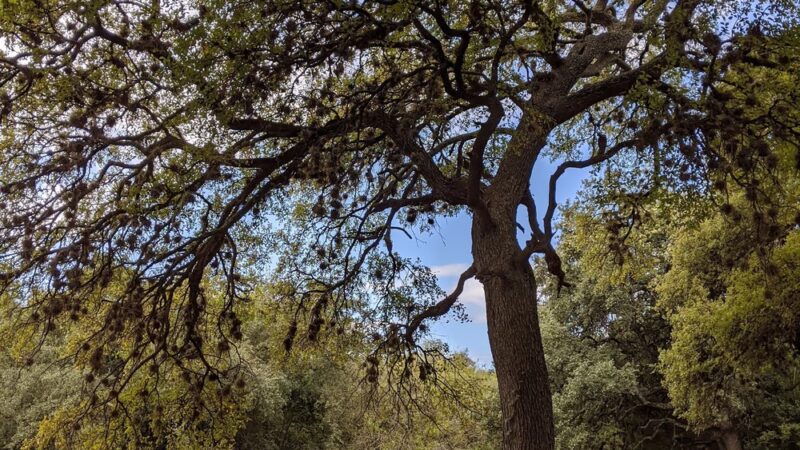 Scofield Farms Neighborhood Park - Austin, TX
