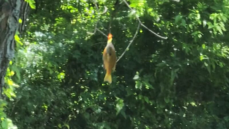 Yett Creek Neighborhood Park - Austin, TX