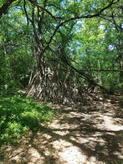 Yett Creek Neighborhood Park - Austin, TX