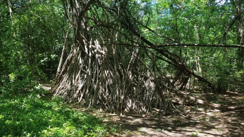 Yett Creek Neighborhood Park - Austin, TX