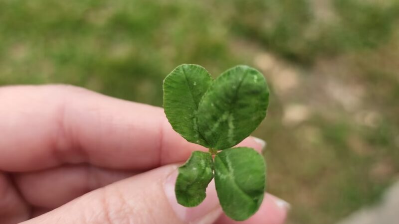 Bower Park - Ava, IL