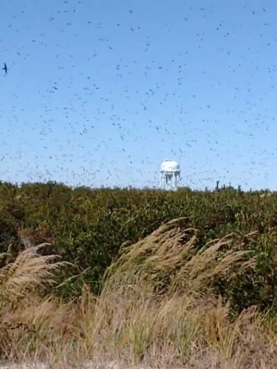 Avalon Dunes and Beach Trail - Avalon, NJ