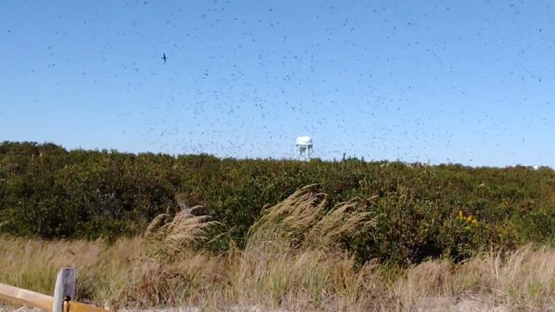 Avalon Dunes and Beach Trail - Avalon, NJ
