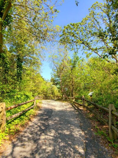 Avalon Dunes and Beach Trail - Avalon, NJ