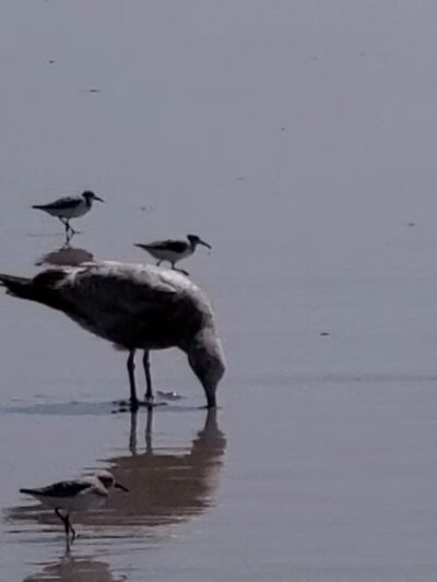 Beach at Avalon NJ - Avalon, NJ