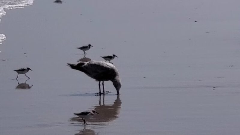Beach at Avalon NJ - Avalon, NJ