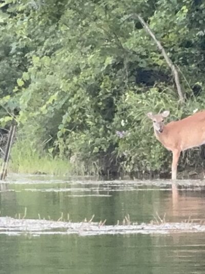 Cedar Grove Park - Avella, PA