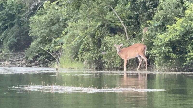 Cedar Grove Park - Avella, PA