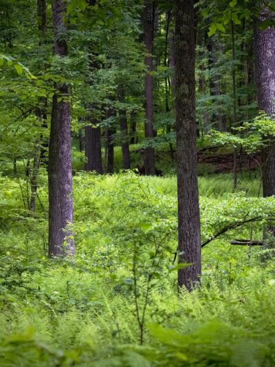 Huckleberry Hill Recreation Area - Avon, CT