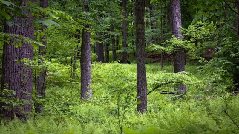 Huckleberry Hill Recreation Area - Avon, CT