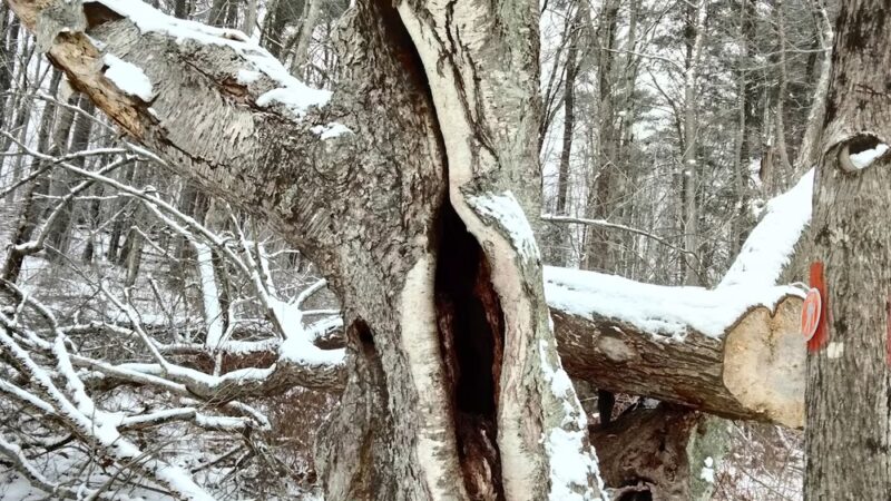 Huckleberry Hill Recreation Area - Avon, CT