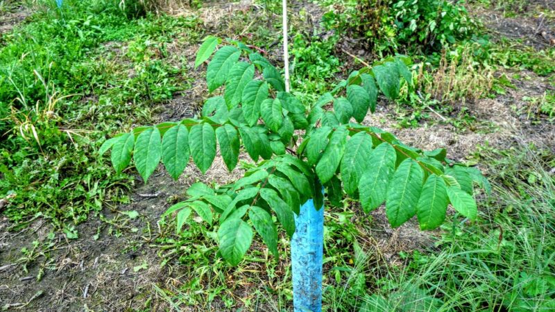 Avon Driving Park circa 1872 - Avon, NY