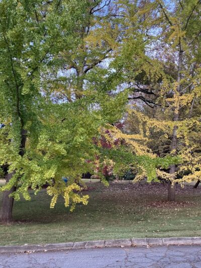 Willis Park - Avondale Estates, GA