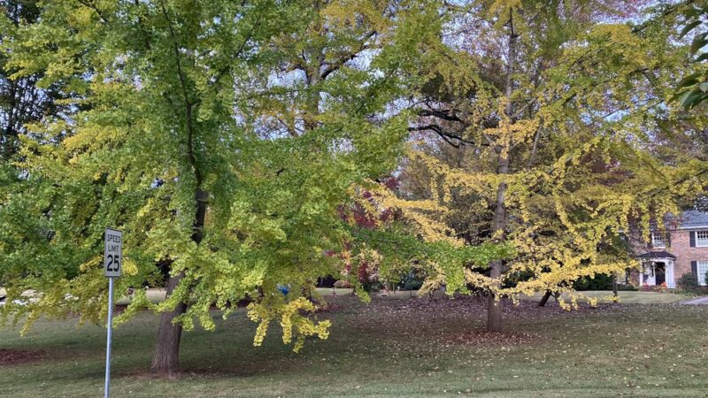 Willis Park - Avondale Estates, GA