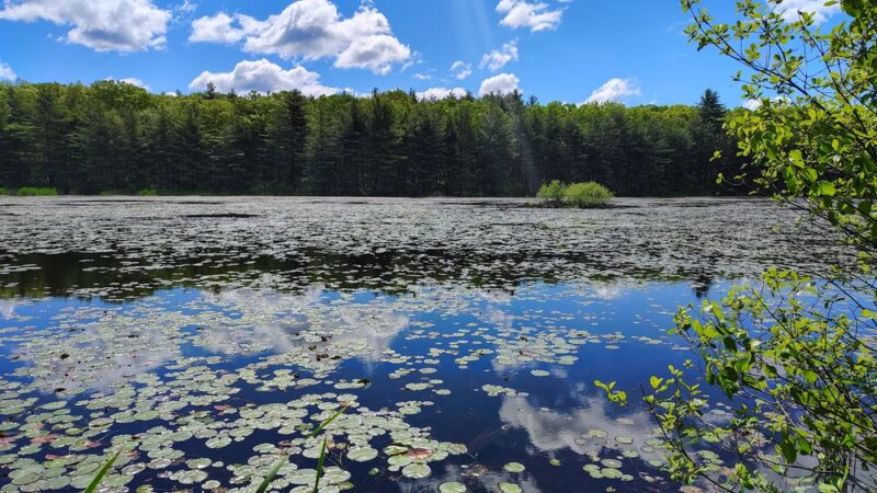 Ayer Conservation Trails - Ayer, MA