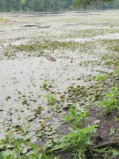 Ayer Conservation Trails - Ayer, MA