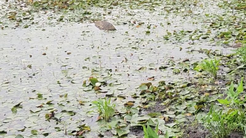 Ayer Conservation Trails - Ayer, MA