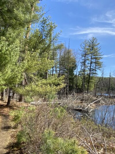 Ayer Conservation Trails - Ayer, MA