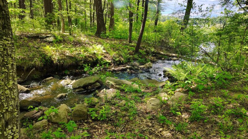 Ayer Conservation Trails - Ayer, MA