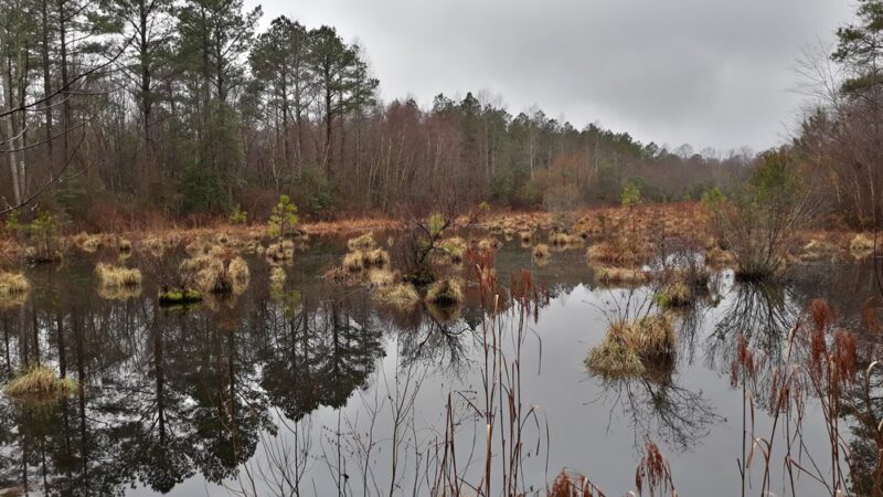 Zoar State Forest - Virginia Department of Forestry - Aylett, VA