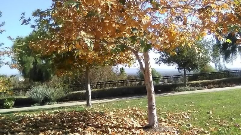 Ridgeview Park - Azusa, CA