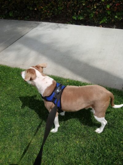 Veterans Freedom Park - Azusa, CA