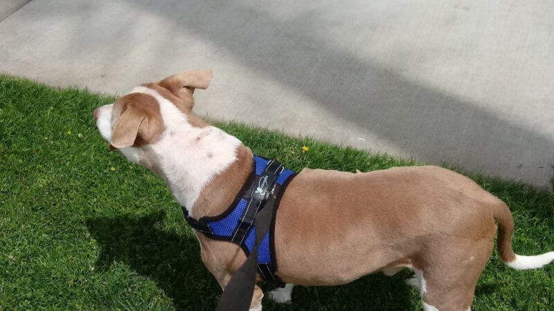 Veterans Freedom Park - Azusa, CA